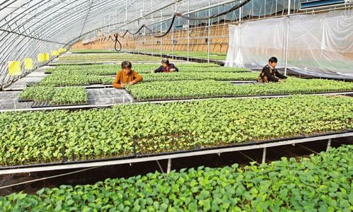 蔬菜育苗基地 特色種植的引擎與鄉村振興的新路徑