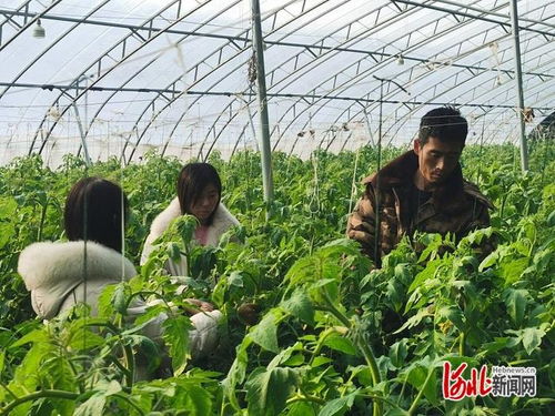 上云端 從傳統大棚到智慧工廠的蔬菜種植革命