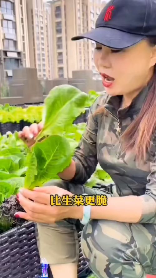 脆嫩香甜的孔雀菜 我的鄉村田園生活與優質農產品種植