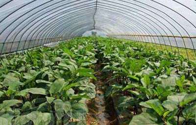 有機蔬菜種植技術全解析 從土壤到餐桌的健康實踐