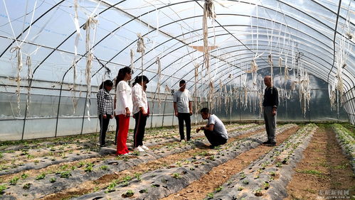 麥積區 科技特派員深入田間地頭，為蔬菜種植注入新動能