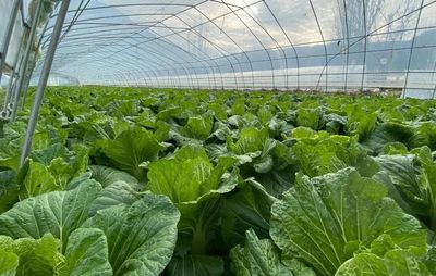 甘肅禮縣雷壩鎮 “菜籃子”鼓起群眾“錢袋子” 蔬菜種植鋪就振興路